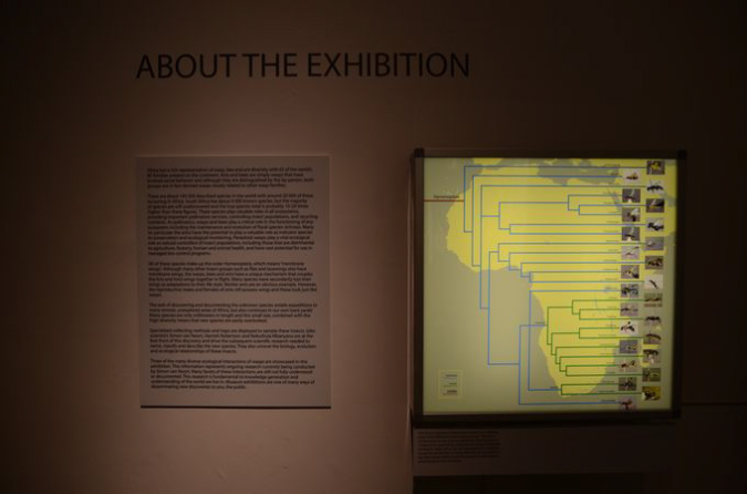 Wasp_exhibition__DSC3466